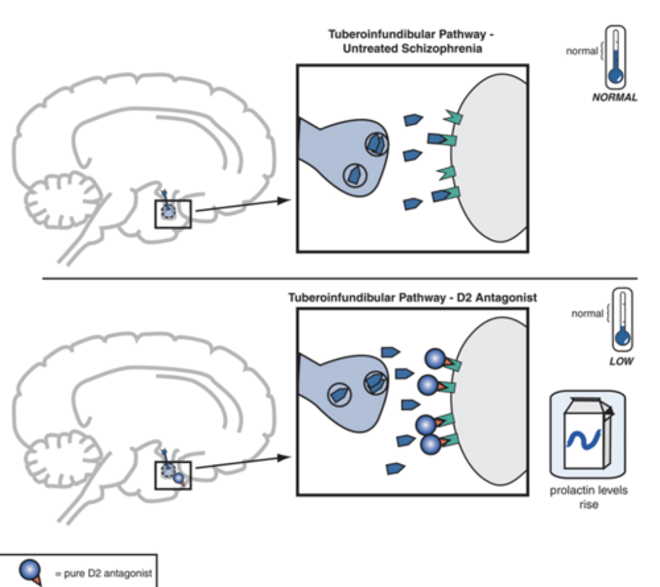 <p>-Leads to hyperprolactinemia</p>