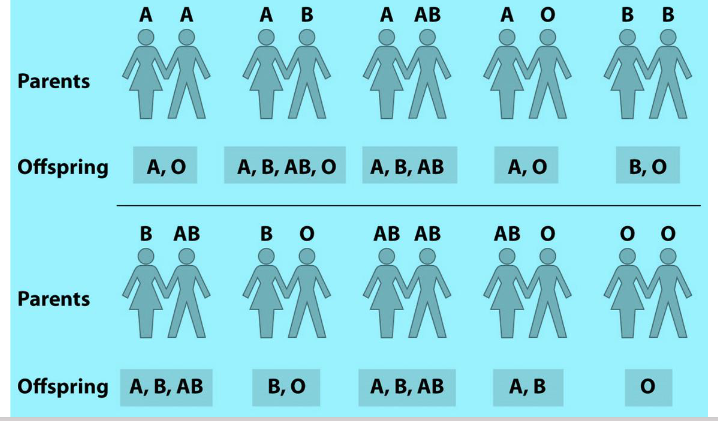 <p>A situation where both alleles are expressed in the phenotype, such as in blood type inheritance.</p>