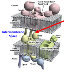 <p>The TIM complex initiates a protein structure to act as a Pre-sequence binding sites and uses a protein to stabilize the inner and outer membrane by holding both membranes. </p>