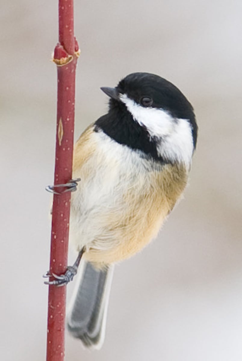 <p>Black-capped Chickadee call</p>