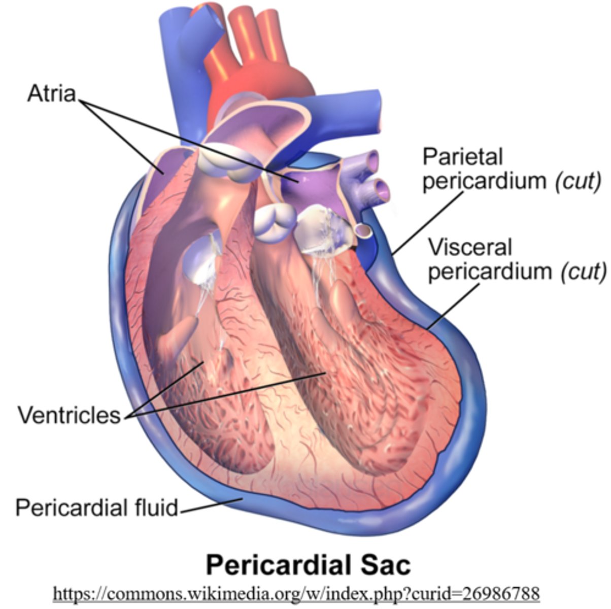 <p>serous fluid</p>