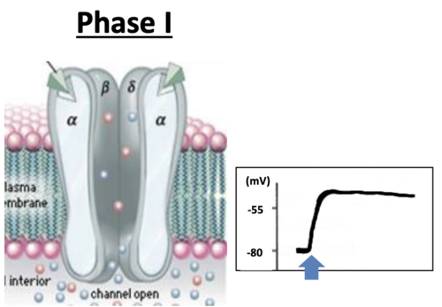 <p>• Agonist (e.g. Succinylcholine) binds to receptor, remains attached, keeps channel in open state, and sustains depolarization.</p><p>• Na+ channel remains open, causing cell depolarization and excitation of muscle tissue</p>