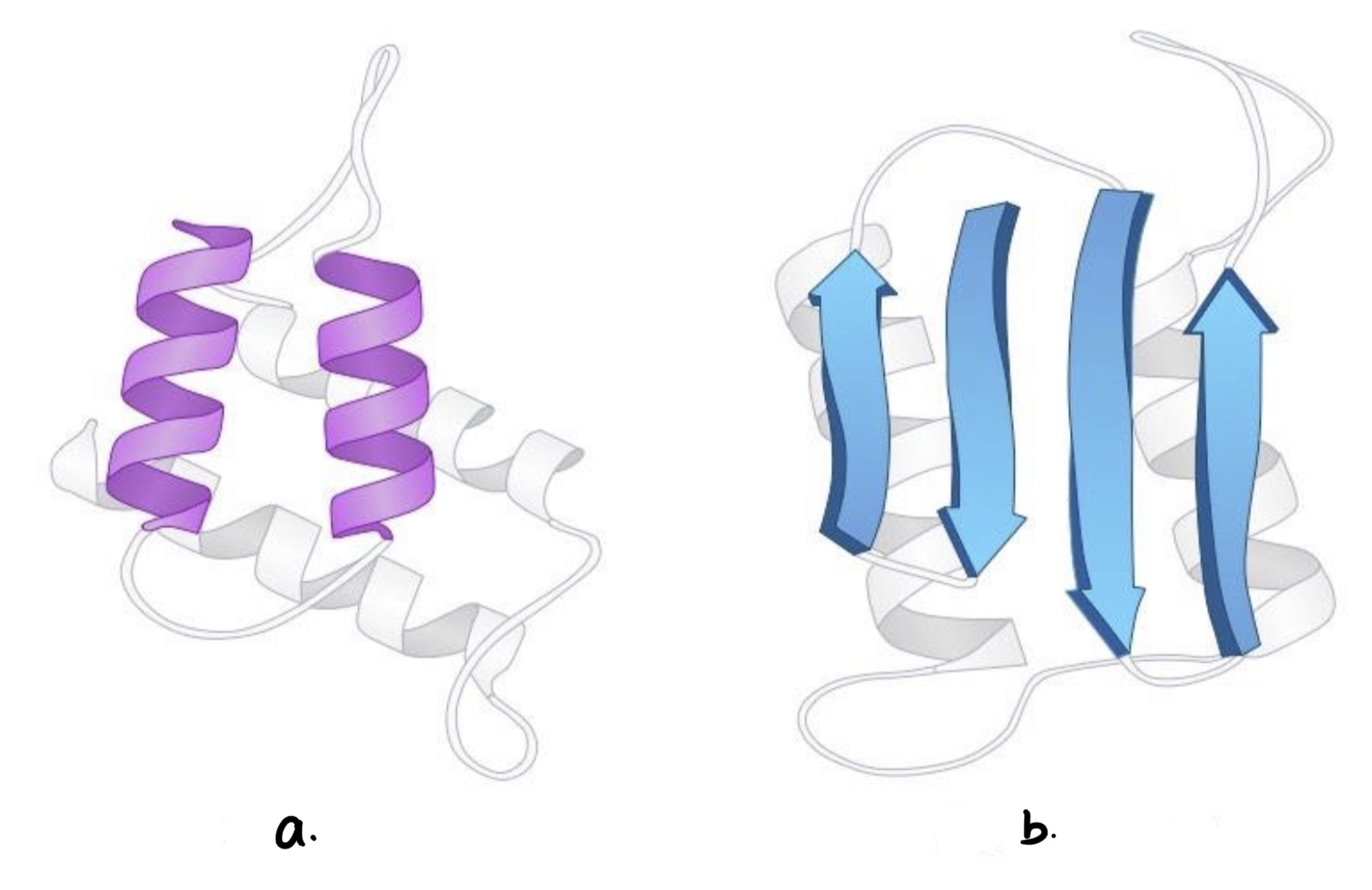 <ul><li><p>its coils and folds result from hydrogen bond between repeating constituents of the polypeptide backbone (a) a coil structure (b) folded structure</p></li></ul>