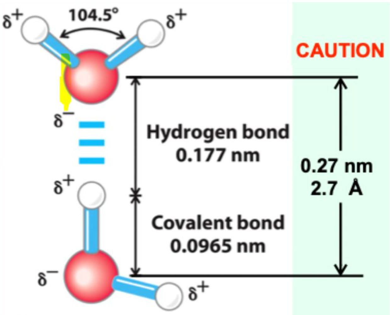 <p>Oxygen has <strong>two lone pairs</strong>, and hydrogen is <strong>small and polar</strong> → extensive H-bonding network.</p>