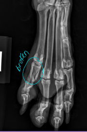 <p><span style="background-color: transparent;"><strong>Regional Examination of the Forlimb</strong></span></p>