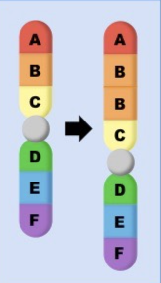 <p><span>a genetic mutation where a segment of DNA is copied, resulting in the presence of multiple identical copies of that DNA sequence within a chromosome, essentially creating extra genetic material</span></p>