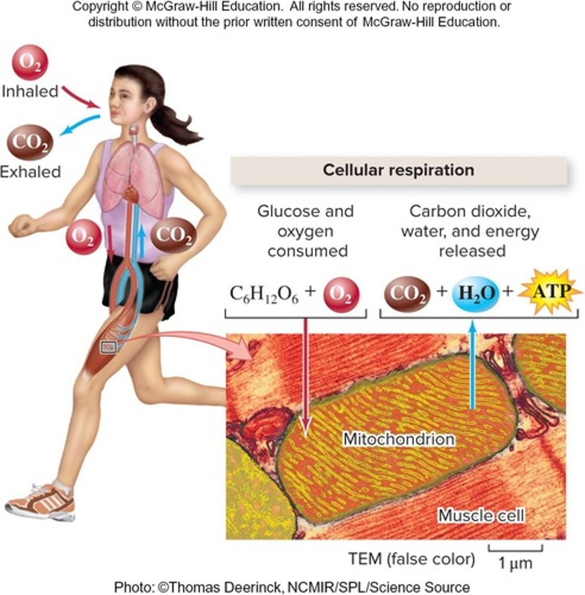 <p>Catabolizes macromolecules to produce ATP.</p>