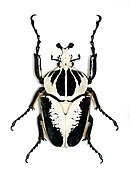 <p>aka the “royal” goliath beetle. largest in the species. males: 2.0-4.5 in; females: 2.2-3.2 in. distributed throughout western equatorial Africa</p>