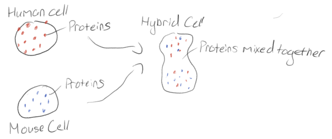 <p>Frye and Edidin</p><p>They fused a mouse and human cell and made a hybrid cell.</p><p>They saw that the proteins on the cell membrane of the two cells spreaded out and got mixed. Showing that proteins do actually move</p>