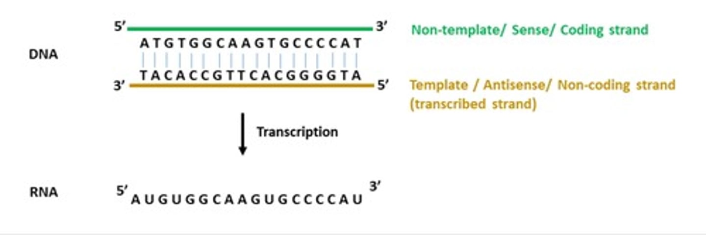 <p>b. DNA template strand</p>
