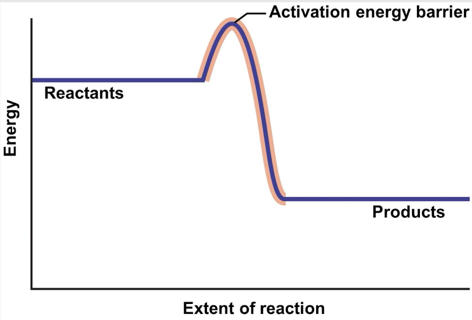 <p>Is this an exergonic or endergonic reaction? Why?</p>