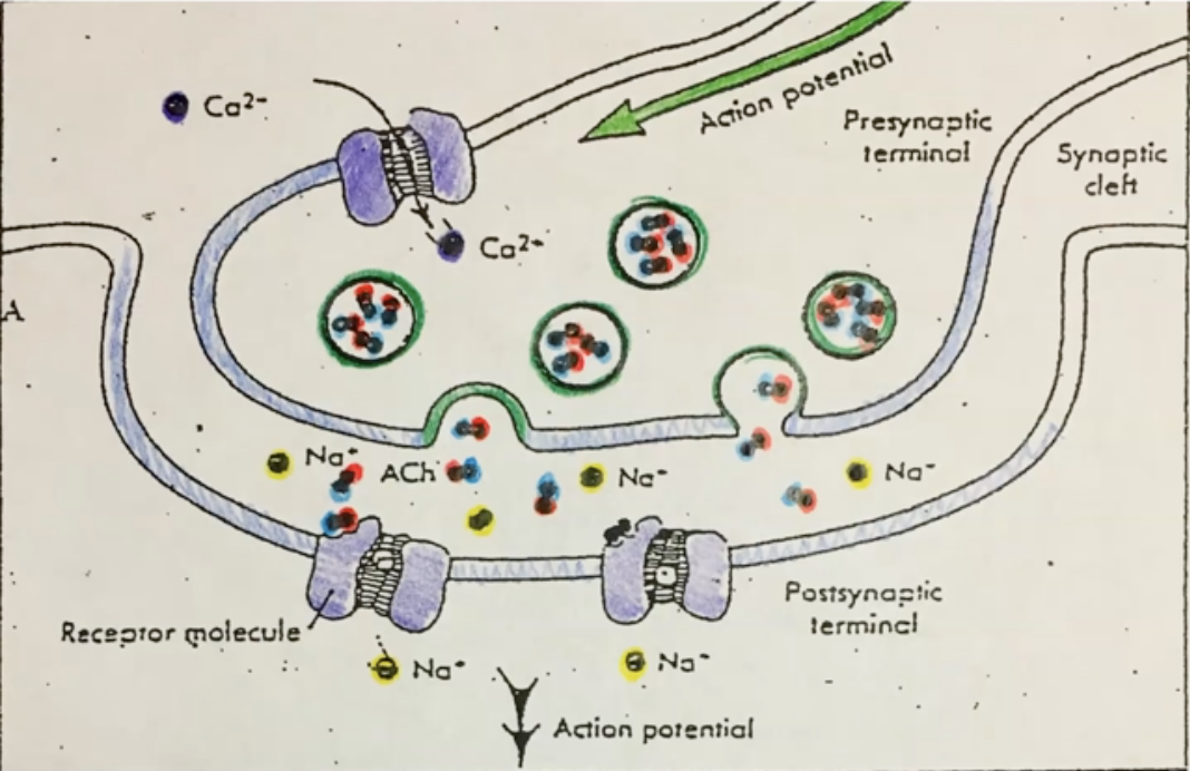 <ol><li><p>Action potential is sent along a neuron to axon terminal</p><p></p></li><li><p>The AP causes Ca2+ channels to open and thus allowing calcium in</p><p></p></li><li><p>Ca2+ causes vesicles containing the neurotransmitter Ach to fuse with the membrane of axon terminal and release Ach into synaptic cleft</p></li></ol>