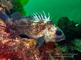 * large spiny dorsal fin
* brown & yellow body