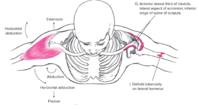 <ul><li><p><strong><u><span style="font-family: Arial, sans-serif">Origin</span></u></strong><span style="font-family: Arial, sans-serif">: clavicle, acromion process, scapular spine</span></p></li><li><p><strong><u><span style="font-family: Arial, sans-serif">Insertion</span></u></strong><span style="font-family: Arial, sans-serif">: deltoid tuberosity on lateral humerus&nbsp;</span></p></li><li><p><strong><u><span style="font-family: Arial, sans-serif">Action(s)</span></u></strong><span style="font-family: Arial, sans-serif">:</span></p><ul><li><p><u><span style="font-family: Arial, sans-serif">Anterior:</span></u></p><ul><li><p><span style="font-family: Arial, sans-serif">&nbsp;ABduction</span></p></li><li><p><span style="font-family: Arial, sans-serif">&nbsp;horizontal ADduction</span></p></li><li><p><span style="font-family: Arial, sans-serif">&nbsp;Flexion</span></p></li><li><p><span style="font-family: Arial, sans-serif">internal rotation&nbsp;</span></p></li></ul></li><li><p><u><span style="font-family: Arial, sans-serif">Middle</span></u><span style="font-family: Arial, sans-serif">:&nbsp;</span></p><ul><li><p><span style="font-family: Arial, sans-serif">ABduction</span></p></li><li><p><span style="font-family: Arial, sans-serif">horizontal ABduction&nbsp;</span></p></li></ul></li><li><p><u><span style="font-family: Arial, sans-serif">Posterior</span></u><span style="font-family: Arial, sans-serif">:&nbsp;</span></p><ul><li><p><span style="font-family: Arial, sans-serif">ABduction</span></p></li><li><p><span style="font-family: Arial, sans-serif">horizontal ABduction</span></p></li><li><p><span style="font-family: Arial, sans-serif">Extension</span></p></li><li><p><span style="font-family: Arial, sans-serif">external rotation&nbsp;</span></p></li></ul></li></ul></li><li><p><strong><u><span style="font-family: Arial, sans-serif">Antagonist</span></u></strong><span style="font-family: Arial, sans-serif">: (LPMajor)</span></p><ul><li><p><span style="font-family: Arial, sans-serif">Latissimus dorsi</span></p></li><li><p><span style="font-family: Arial, sans-serif">Pectoralis MAJOR</span></p></li></ul></li></ul>