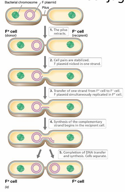 <ul><li><p>plasmids transferred 1 bacteria to another via a pilus</p></li></ul><p></p>