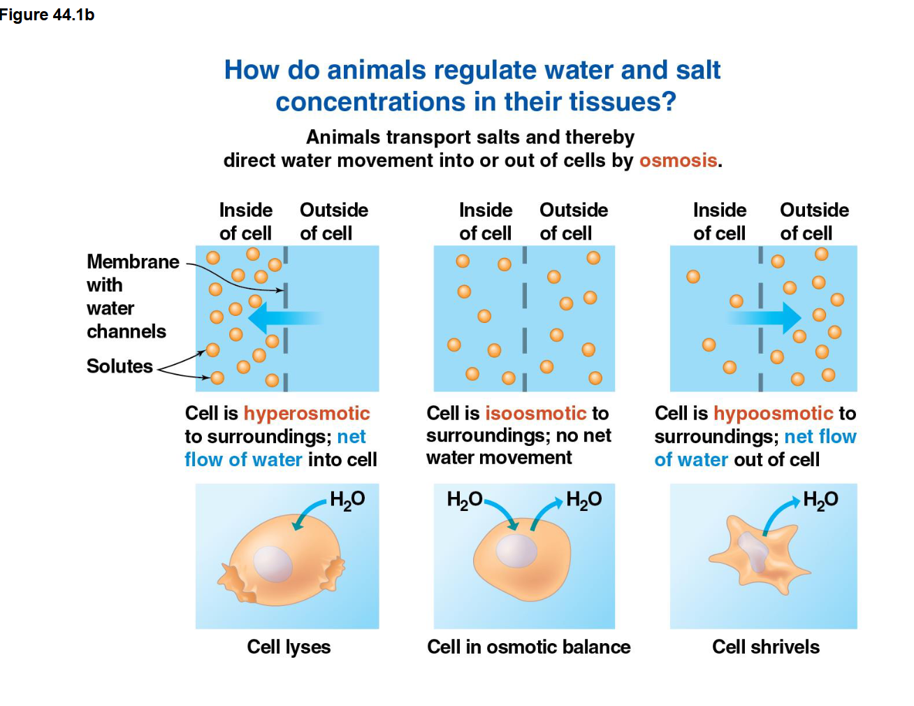 <p>What is Bohr shift?</p>