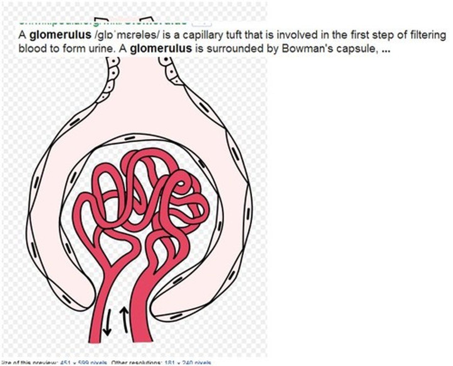 <p>glomerulus</p><p>A glomerulus is a capillary tuft that is involved in the first step of filtering blood to form urine. A glomerulus is surrounded by Bowman's capsule,</p>