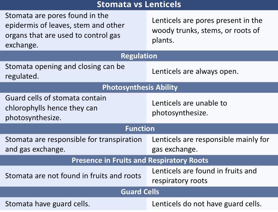 <p>Occurs through specialized pore in plants</p><ul><li><p>Stomata: pores in the epidermis of leaves</p></li><li><p>Lenticels: pores found in the trunk or roots of the tree</p></li></ul><p></p>