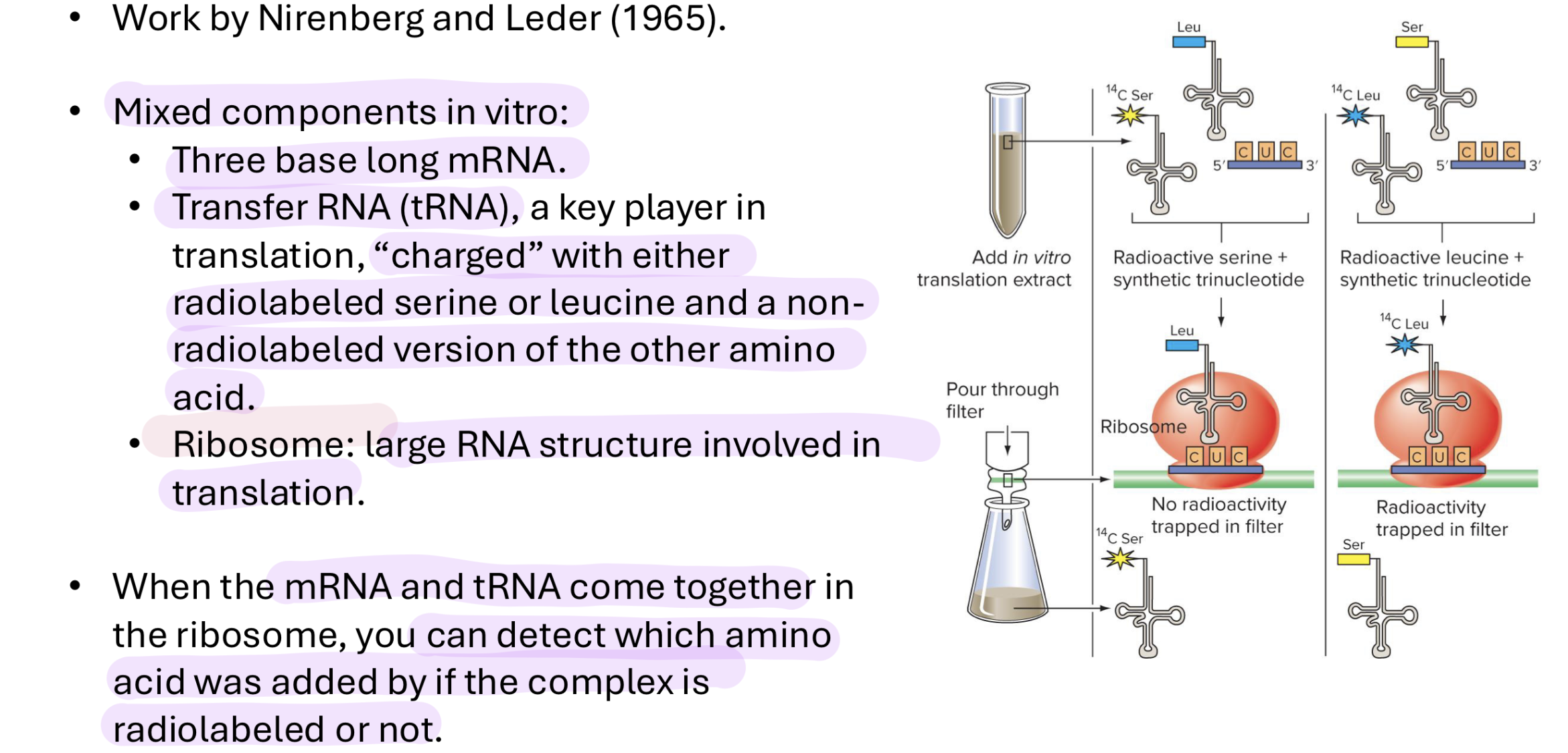 <p>added artificial poly-U-mRNAs to cell-free translation systems and tracked AA in polypeptide product</p><ul><li><p>added make mRNA with a bunch of radioactive Us into an environment where they could be translated and tracked the AA product</p><p></p></li></ul><p>did this for all types of rna bases (all 4) </p><p></p><p>then introduced another base into the culture → could now have multiple products depending on the order of the 2 bases (eg Ser or Leu for UC) → made them alternate (UCUCUC)</p><ul><li><p>“charged” tRNA w either radiolabeled serine or leucine and non-radiolabeled of the other AA</p></li><li><p>could then see which AA was added by if the complex was radiolabeled or not</p></li></ul><p></p>