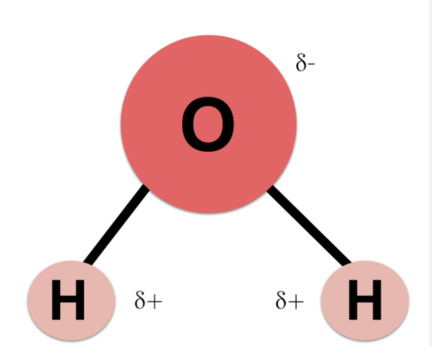<p>Made up of Two hydrogens with a positive charge (<span style="color: rgb(0, 29, 53)">δ+) and One Oxygen with a negative charge (δ-)</span></p>