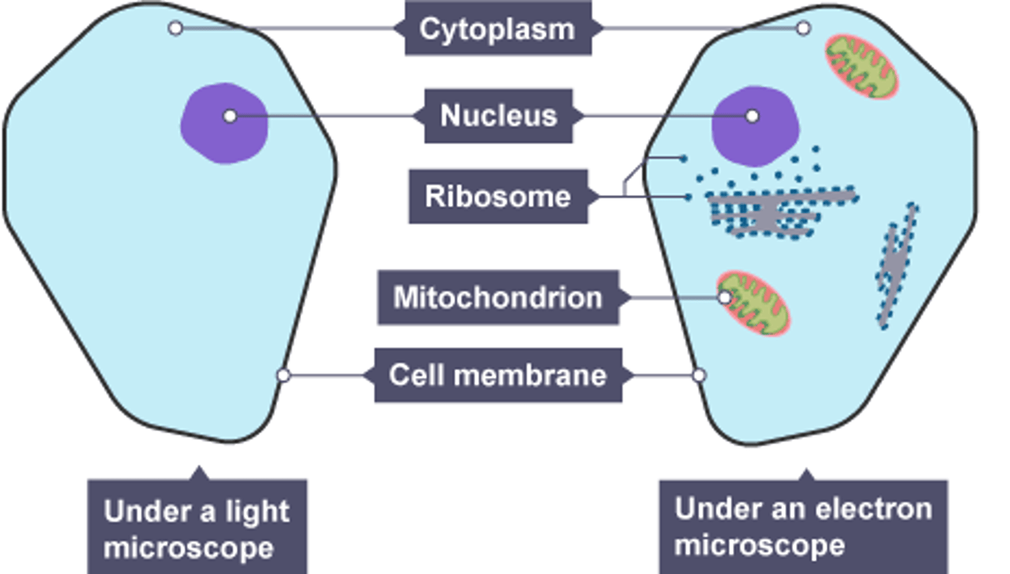 <p>Structures or organelles that are found in the cell</p>