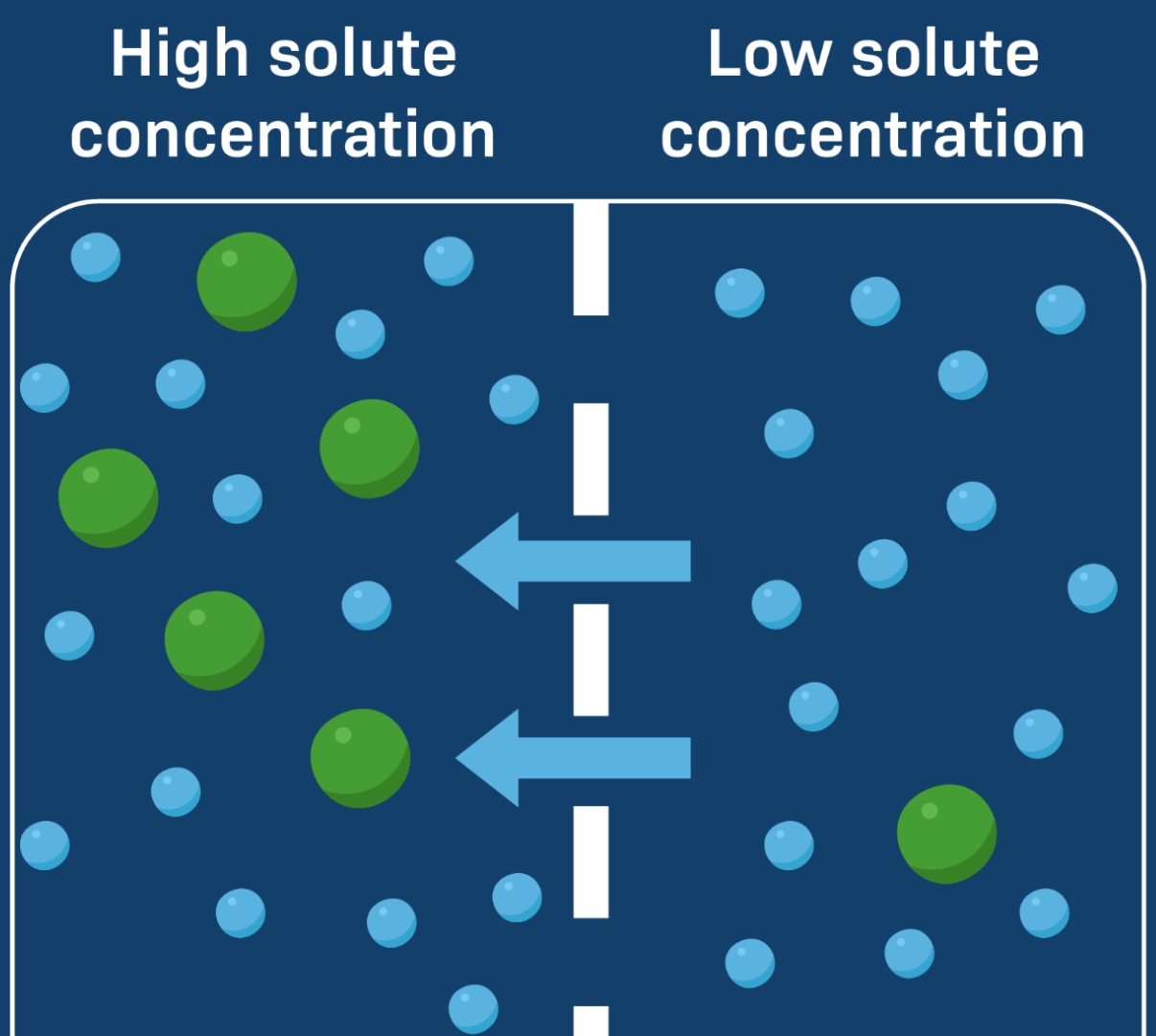 <p>When one side of the membrane has more solute a concentration difference is created</p>