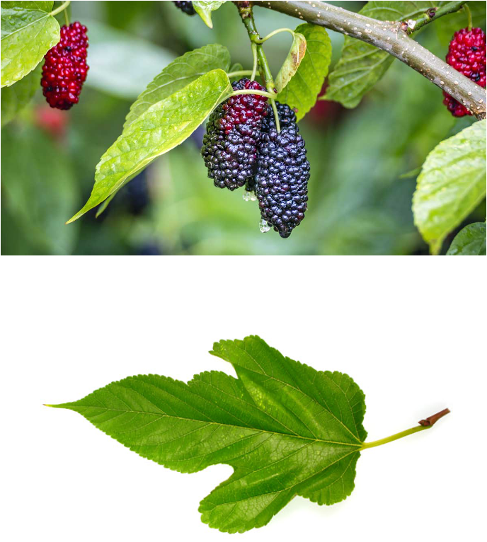 <p>funky leaves, fruit small parts red—>black, smooth glossy leaves</p>
