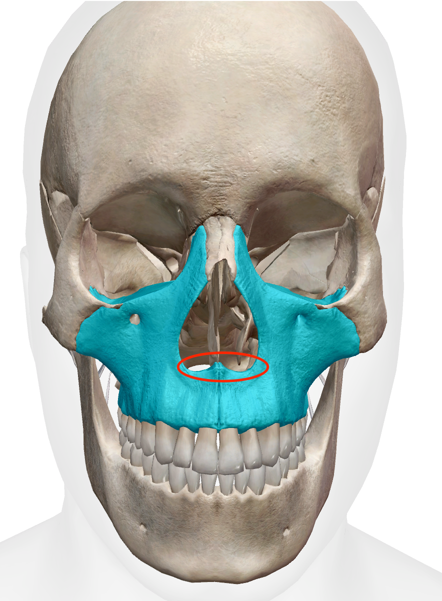 <p>the upside down heart at the base of nose area on maxilla </p>