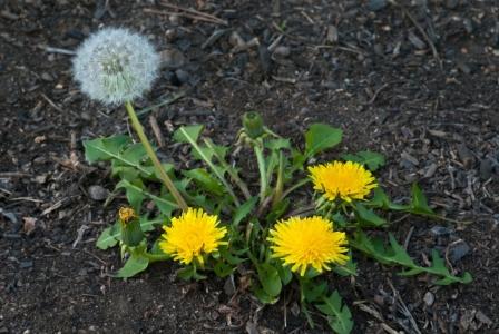 <p>Taraxacum officinale</p>