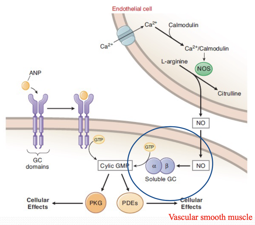 * Mainly due to cGMP acting on PKG
* Vasodilation from reduced intracellular calcium levels, eg. nitrovasodilators and angina pectoris