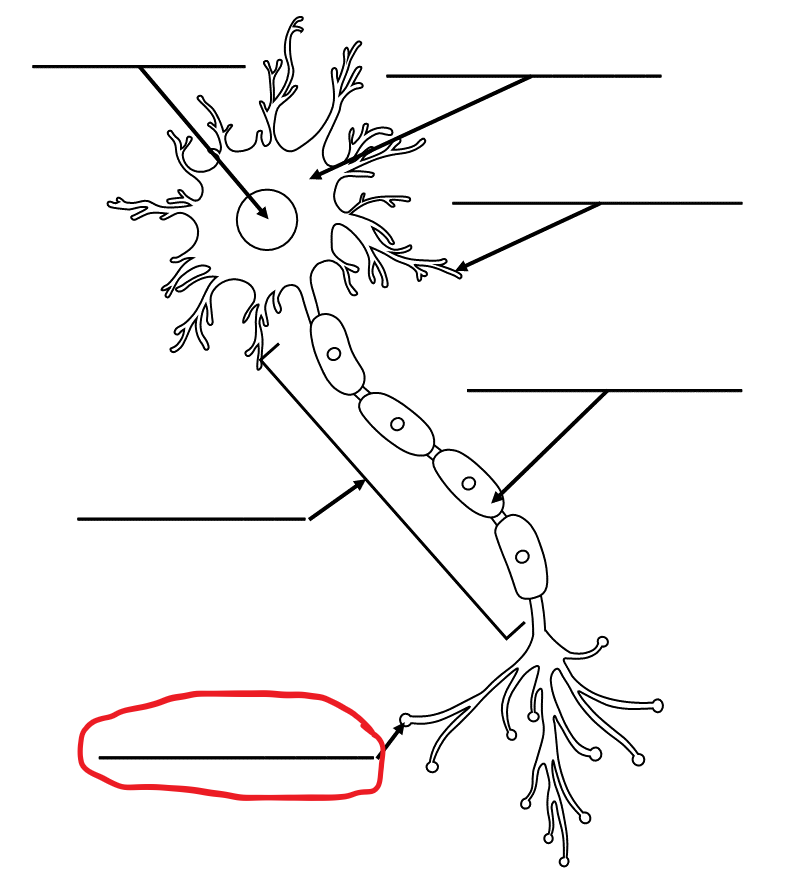 <p>What is the term for this part of the neuron?</p>