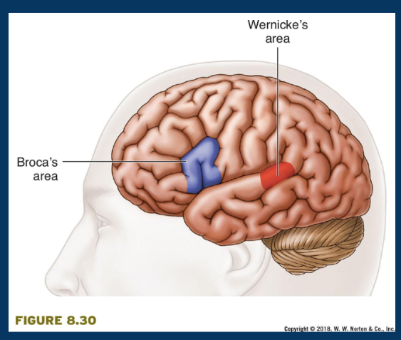 <p>an area of the left hemisphere where the temporal and parietal lobes meet, involved in speech comprehension</p>