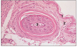 <p>name of histologic slide:</p><p>Specie:</p><p>Parts</p><p>1.__ 2.__ 3.__</p><p>Stain used:</p>