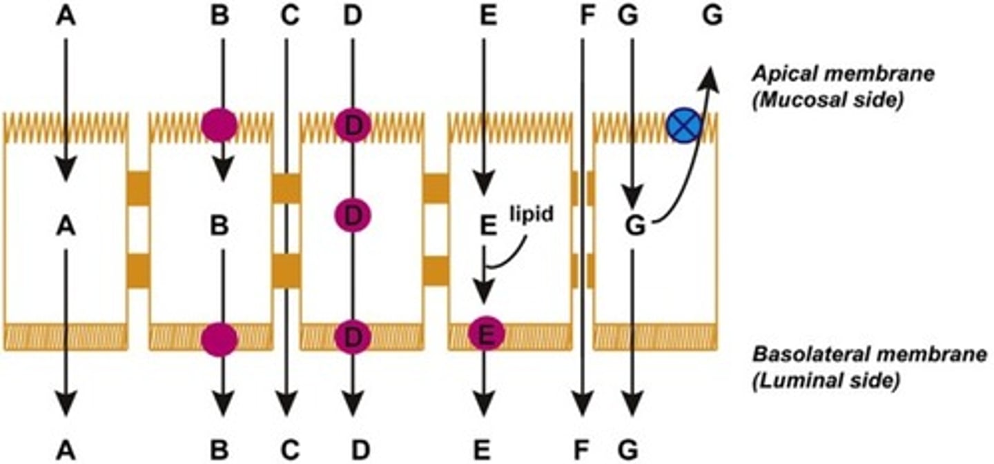 <p>B</p>