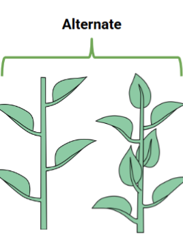 <p>Alternate phyllotaxy</p>