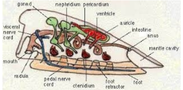<p>Digestive System: Radula is present and used to scrape food (microorganisms from substrates). Stomach is where their primary digestion occurs and they have a coiled intestine that enhances nutrient absorption and increases surface area. Digestion is extracellular and gut is complete.</p><p>Circulatory: They have an open circulatory system where the heart pumps hemolymph through the hemocoel (body cavity). They have multiple auricles and ventricles that are paired.</p><p>Gas exchange: Ctenidia (gills) are present in multiple pairs, lining the mantle cavity, water flows over the gills, enabling oxygen uptake and co2 release</p><p>Excretory: They have multiple pairs of nephridia (kidney-like organs). The nephridia removes nitrogen wastes (ammonia) and help regulate fluid balance. These also open into the mantle cavity for waste expulsion.</p>