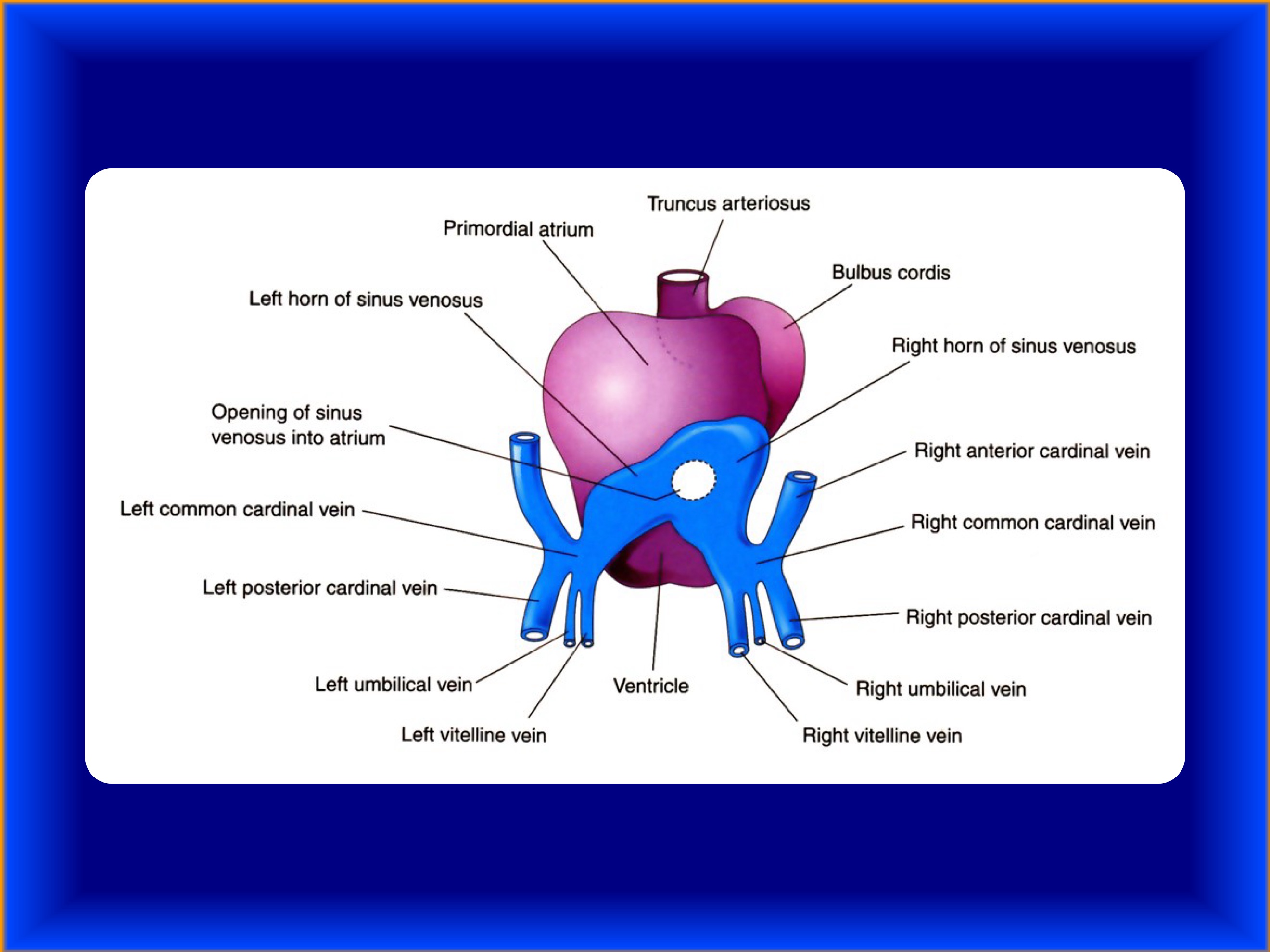 <p>to pozostałość części poprzecznej zatoki żylnej serca (część główna) oraz lewego przewodu Cuviera / lewej żyły zasadniczej wspólnej (część początkowa)</p>