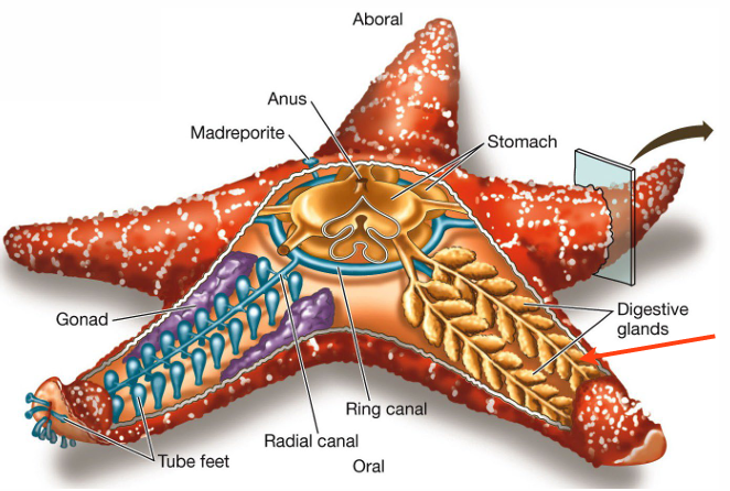<ul><li><p>oral side has the mouth</p></li><li><p>aboral side</p><p></p></li></ul><p></p>