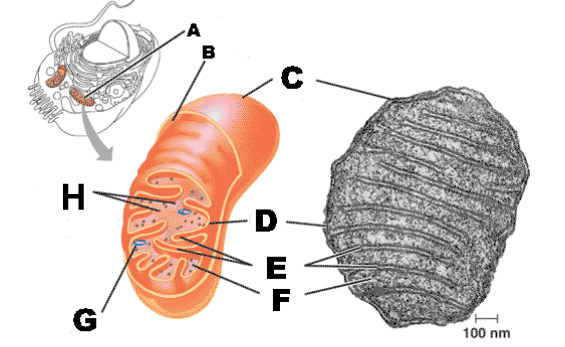 <p>Label the mitochondria.</p>