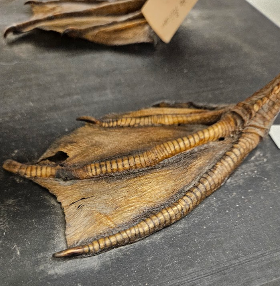 <p>fully-webbed; all four toes are united by ample webs</p>