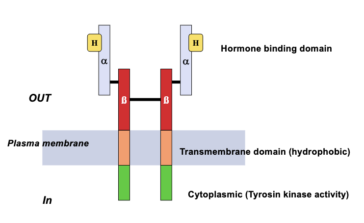 <ul><li><p>Two subunits: α and β</p></li><li><p>β subunit has extracellular, transmembrane, and intracellular domains</p></li><li><p>α subunit is extracellular and attached covalently to β subunit and contains the hormone recognition site</p></li><li><p>Once activated, the two subunit molecules move laterally to dimerize and phosphorylate at the tyrosine residue</p></li></ul><p></p>