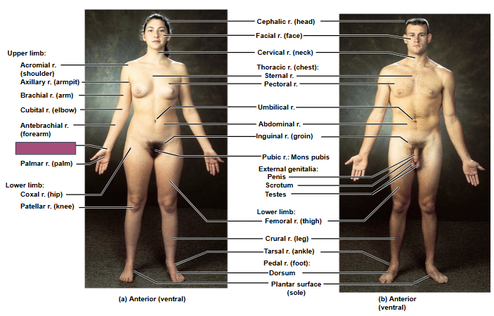 <p>Based on this anterior view, what is this region?</p>