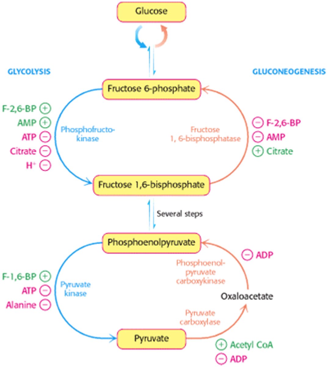 <p>If the concentration of AMP increased within a cell, the rate of glycolysis would increase and the rate of gluconeogenesis would decrease. This is because AMP is an allosteric activator of some of the enzymes involved in glycolysis and an allosteric inhibitor of some of the enzymes involved in gluconeogenesis.</p>