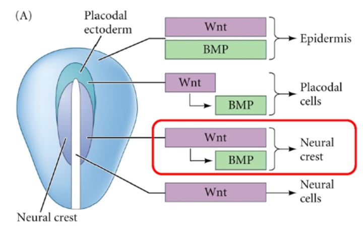 <p>It is determined by Wnt and BMP exposure patterns.<br><br>Wnt is secreted from the ventral ectoderm and paraxial mesoderm, after BMP activation. Increase in BMP occurs when Noggin (BMP inhibitor) levels are reduced.</p>