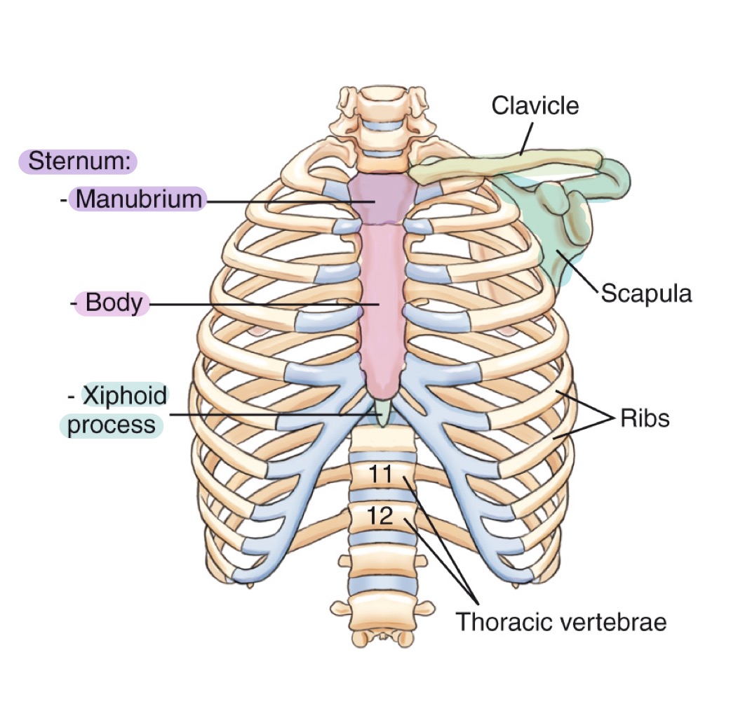 <p>Twelve pairs of curved bones forming the protective cage around lungs and heart.</p>