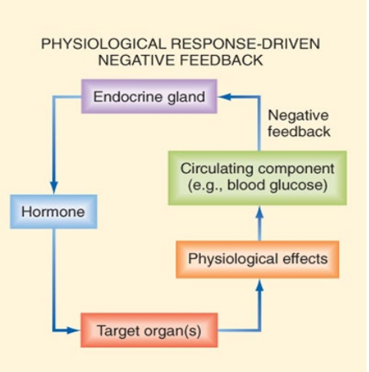 <p>Circulating component-->endocrine gland--> hormone--> target tissue--> phsiologic effect</p>