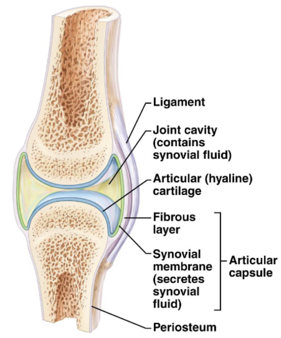 <p>Bones are covered with articular cartilage (hyaline cartilage).</p>