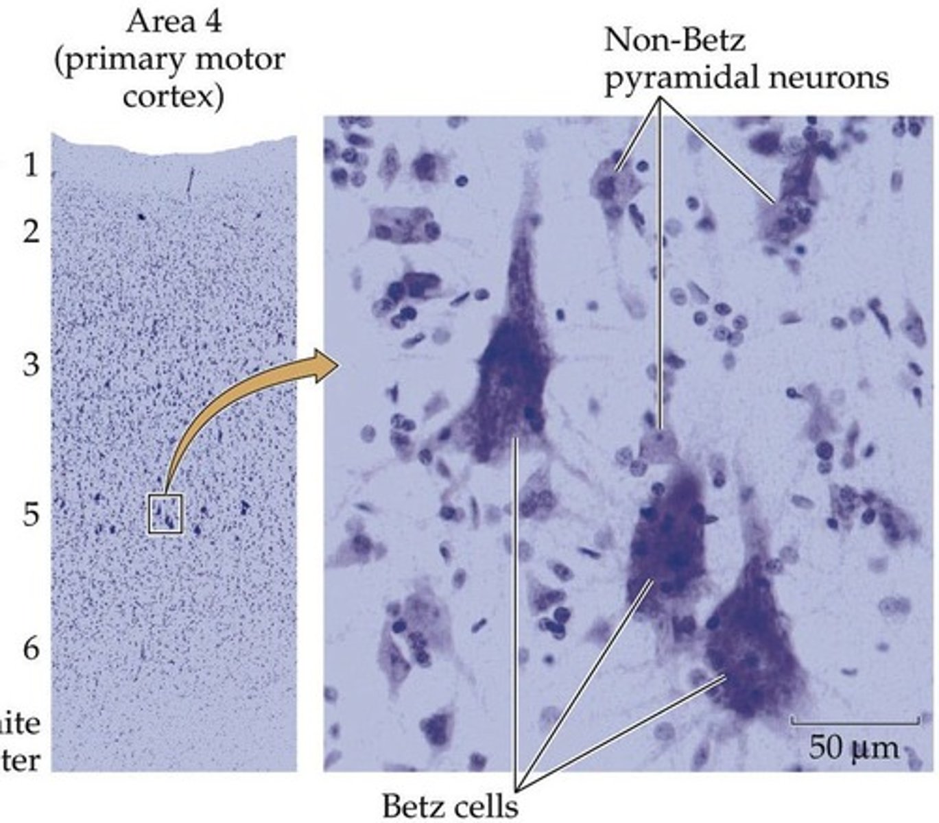 <p>It consists of 6 cortical cellular layers, with layer 5 containing upper motor neurons.</p>