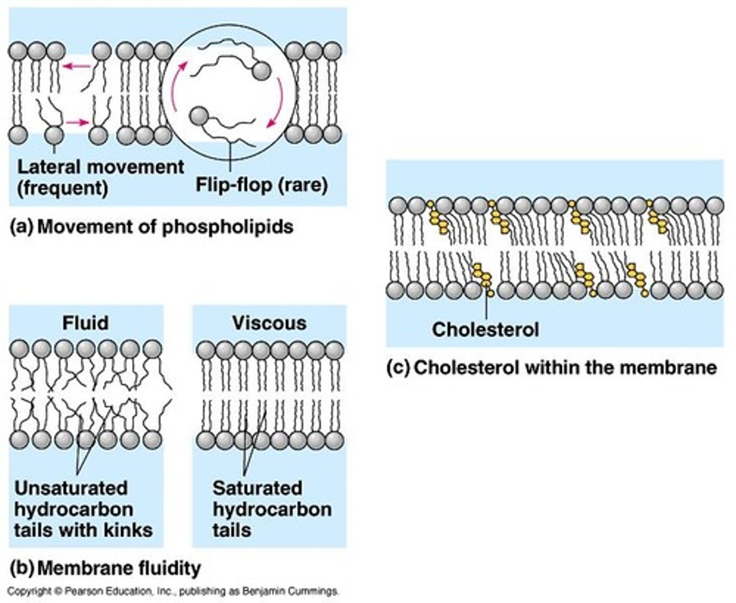<p>Molecules that have both hydrophilic (water-attracting) and hydrophobic (water-repelling) properties.</p>