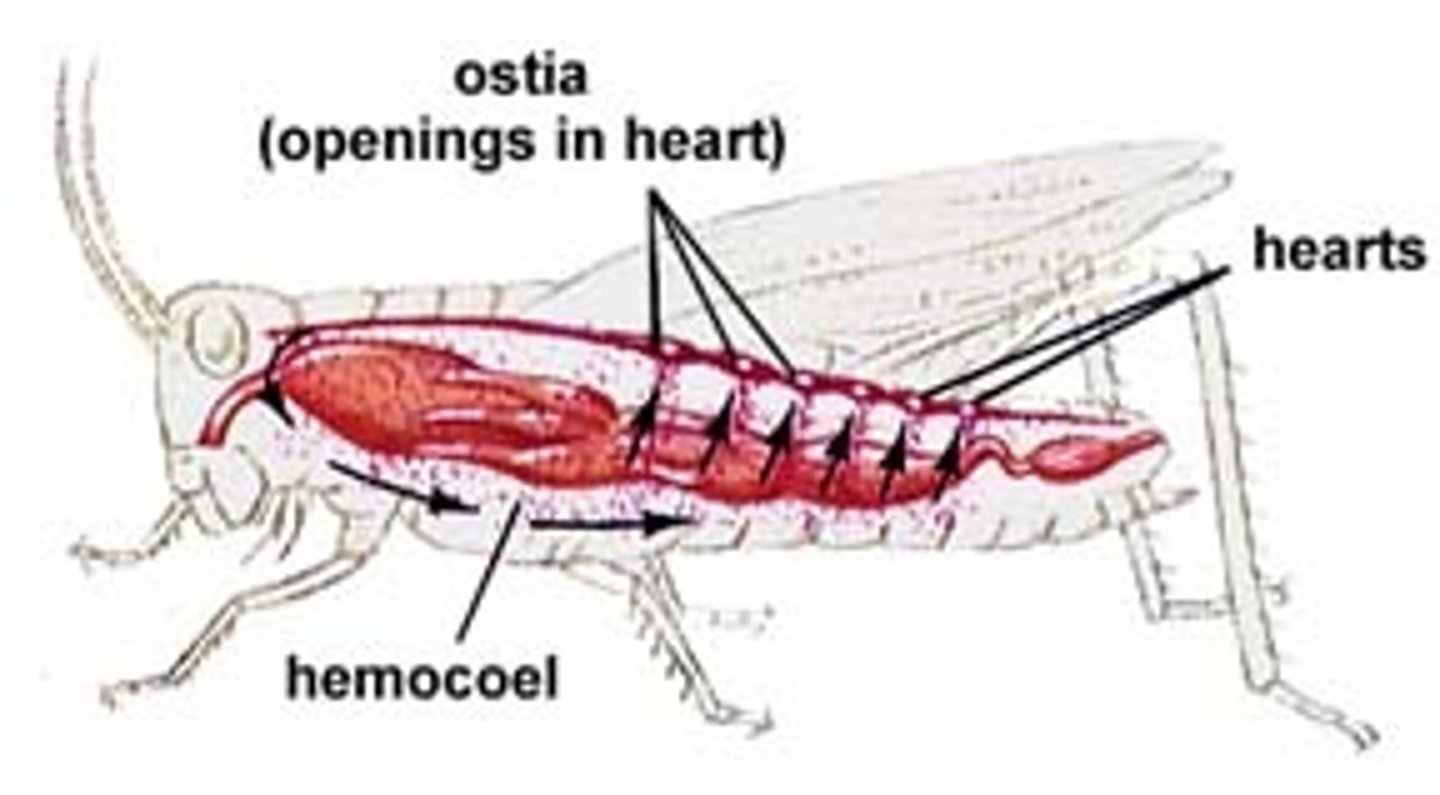 <p>open in insects, heart is located dorsally to the abdomen, elongated structure with aorta at anterior end, aorta is the only blood vessel, hemolymph circulates through the hemocoel (body space)</p>